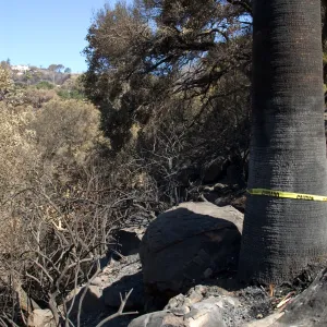 Santa Barbara Botanic Garden after the Jesusita Fire, burned slope