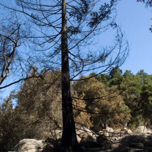 Santa Barbara Botanic Garden after the Jesusita Fire, fire scorched coast redwood