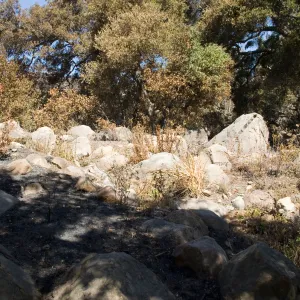 Santa Barbara Botanic Garden after the Jesusita Fire