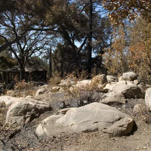 Santa Barbara Botanic Garden after the Jesusita Fire