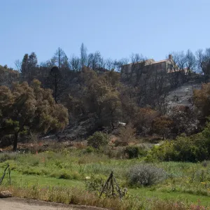 Santa Barbara Botanic Garden after the Jesusita Fire
