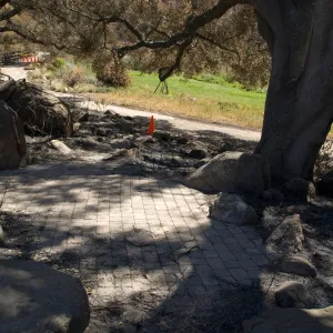 Santa Barbara Botanic Garden after the Jesusita Fire