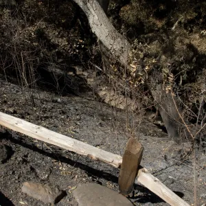 Santa Barbara Botanic Garden after the Jesusita Fire, burned railing above Redwood section