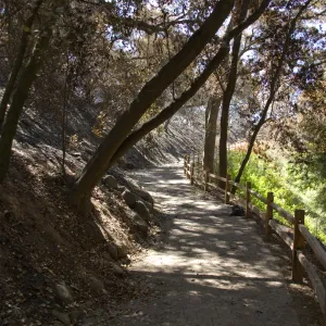 Santa Barbara Botanic Garden after the Jesusita Fire