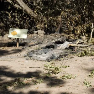 Santa Barbara Botanic Garden after the Jesusita Fire, burned Redwood Cross-section