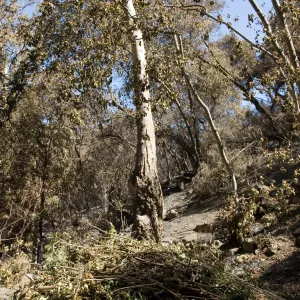 Santa Barbara Botanic Garden after the Jesusita Fire, burned trees on Woodland Trail