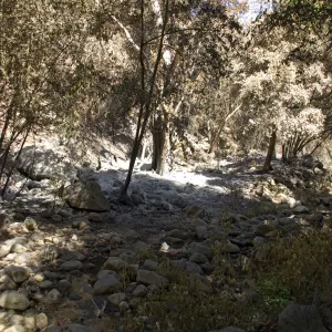 Santa Barbara Botanic Garden after the Jesusita Fire