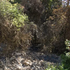 Santa Barbara Botanic Garden after the Jesusita Fire, burned vegetation in Mission Creek