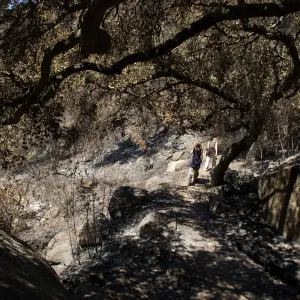 Santa Barbara Botanic Garden after the Jesusita Fire, Pritchett Trail, bench survey