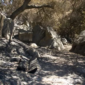 Santa Barbara Botanic Garden after the Jesusita Fire, Pritchett Trail, burned wooden bemch