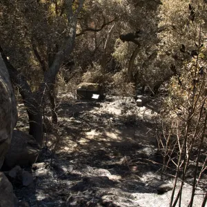 Looking down drainage from Pritchett Trail to Fiber Arts display after the Jesusita Fire