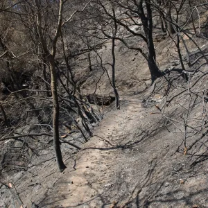 Pritchett Trail with burned railroad tie retaing wall after the Jesusita Fire
