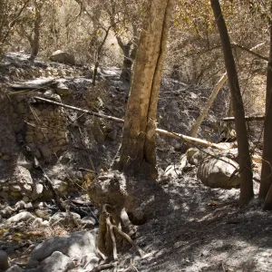 Campbell Bridge after the Jesusita Fire