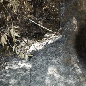 hot white ash and burned out tree trunk after the Jesusita Fire