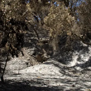 Mission Canyon after the Jesusita Fire
