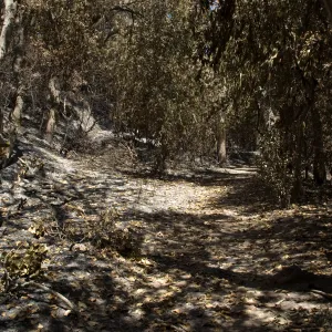 Canyon Trail after the Jesusita Fire