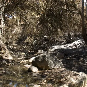 Mission Creek and Creek Trail after the Jesusita Fire