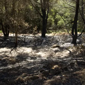 old aqueduct adjacent to Island Section after the Jesusita Fire