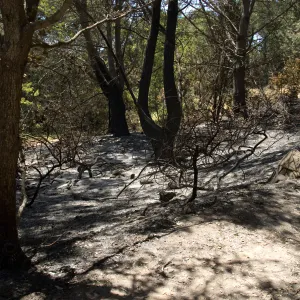 Island Section after the Jesusita Fire