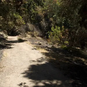 Mission Canyon, Canyon Trail at Island Section after the Jesusita Fire