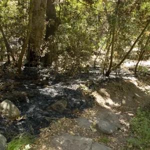 trail from Island Section to Canyon Trail along Mission Creek after the Jesusita Fire