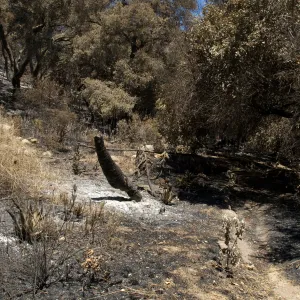 burned vegetation in the Island Section after the Jesusita Fire