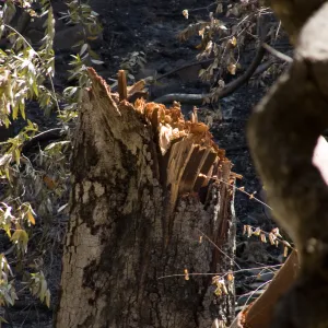 broken tree stump after high winds and the Jesusita Fire