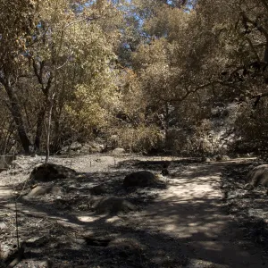 Campbell Bench, stone bench on Campbell Trail after the Jesusita Fire