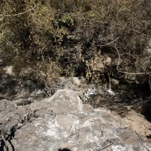 Santa Barbara Botanic Garden after the Jesusita Fire