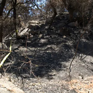 burned canyon slope below Meadow Oaks after the Jesusita Fire