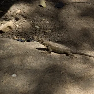lizard, after the Jesusita Fire