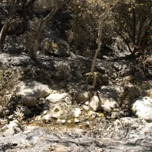 bottom of Pritchett Trail from Canyon Trail after the Jesusita Fire