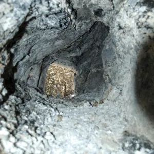 view through burned, hollow sycamore after the Jesusita Fire