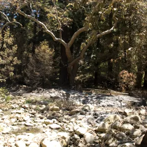 Mission Creek above Mission Dam after the Jesusita Fire