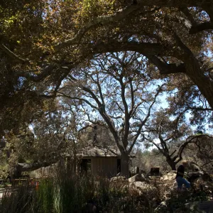 burned area under the Meadow Oaks after the Jesusita Fire