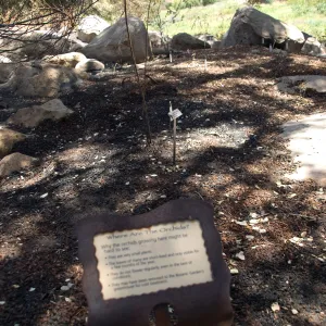 burned Orchid Display after the Jesusita Fire