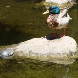 turtle and duck in the pond after the Jesusita Fire