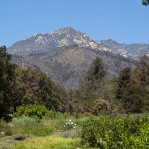 Santa Barbara Botanic Garden mountain view after the Jesusita Fire