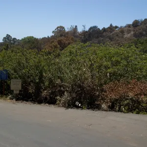 Top of the parking lot after the Jesusita Fire