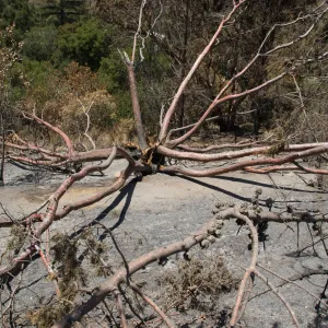 burned Cypress, Cupressus forbesii, after the Jesusita Fire