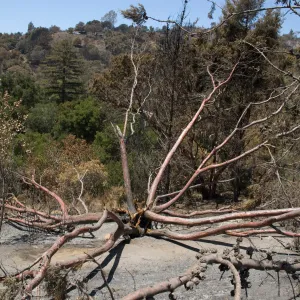 burned Cypress, Cupressus forbesii, after the Jesusita Fire