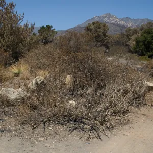 Santa Barbara Botanic Garden after the Jesusita Fire