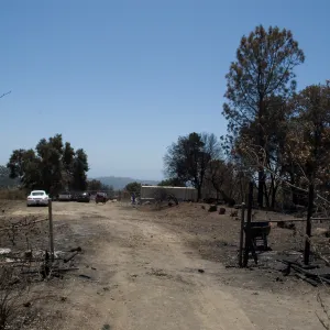 chip pile area, adjacent to Porter Trail, after the Jesusita Fire