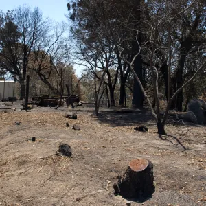 top of East Slope, adjacent to Chip Pile area and Porter Trail, after the Jesusita Fire