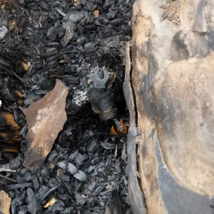 burned hose bib, after the Jesusita Fire