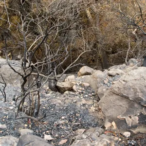 view into the canyon from the Campbell Trail, after the Jesusita Fire