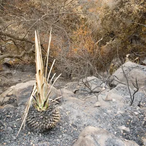 Santa Barbara Botanic Garden after the Jesusita Fire