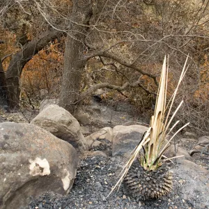 Santa Barbara Botanic Garden after the Jesusita Fire