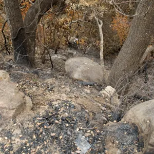 view of the canyon from the Campbell Trail, after the Jesusita Fire