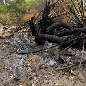 Desert Section, after the Jesusita Fire